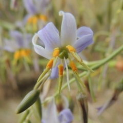 Dianella sp. aff. longifolia (Benambra) (Pale Flax Lily, Blue Flax Lily) at Pine Island to Point Hut - 27 Nov 2014 by michaelb