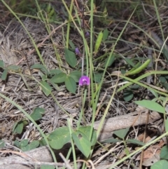 Glycine tabacina (Variable Glycine) at Bonython, ACT - 29 Nov 2014 by MichaelBedingfield