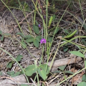 Glycine tabacina at Bonython, ACT - 29 Nov 2014