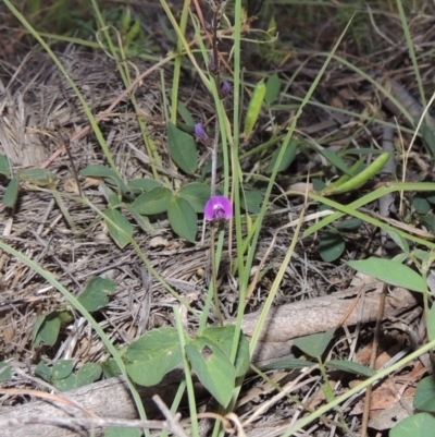 Glycine tabacina (Variable Glycine) at Pine Island to Point Hut - 29 Nov 2014 by michaelb