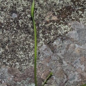 Diuris sp. at Conder, ACT - 12 Oct 2014