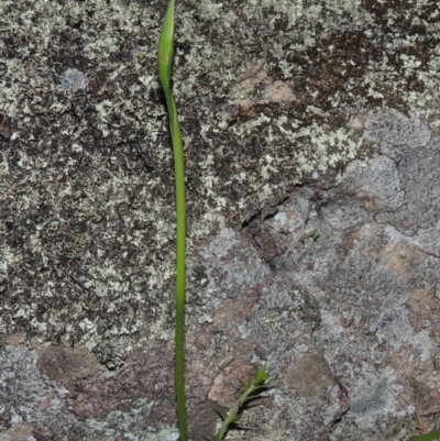 Diuris sp. (A Donkey Orchid) at Rob Roy Range - 12 Oct 2014 by michaelb