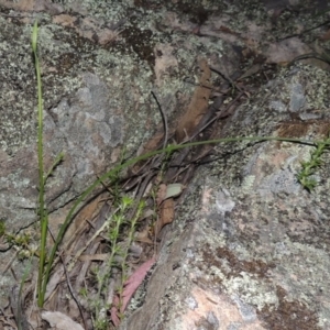 Diuris sp. at Conder, ACT - suppressed