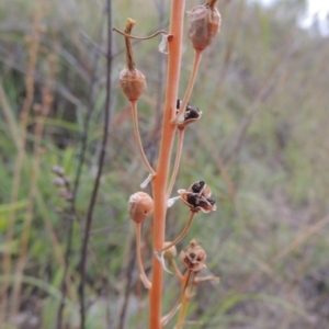 Bulbine bulbosa at Paddys River, ACT - 1 Dec 2014