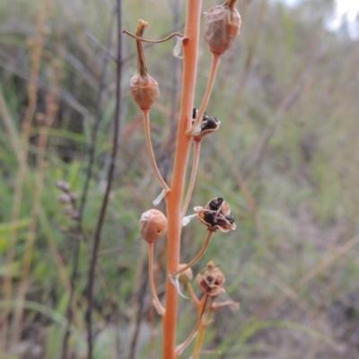 Bulbine bulbosa (Golden Lily) at Point Hut to Tharwa - 1 Dec 2014 by michaelb