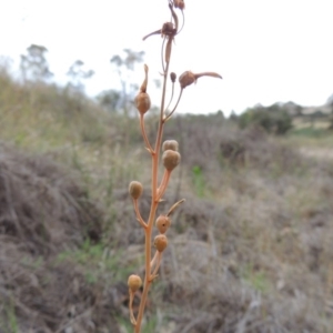 Bulbine bulbosa at Paddys River, ACT - 1 Dec 2014 07:36 PM