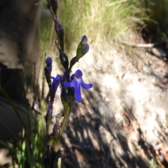 Lobelia gibbosa at Namadgi National Park - 16 Jan 2015 by RobynHall