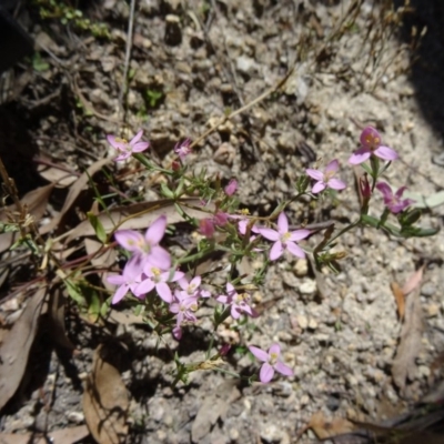 Centaurium tenuiflorum (Branched Centaury) at Paddys River, ACT - 29 Oct 2014 by galah681