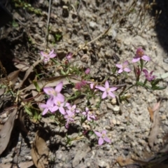 Centaurium tenuiflorum (Branched Centaury) at Paddys River, ACT - 28 Oct 2014 by galah681