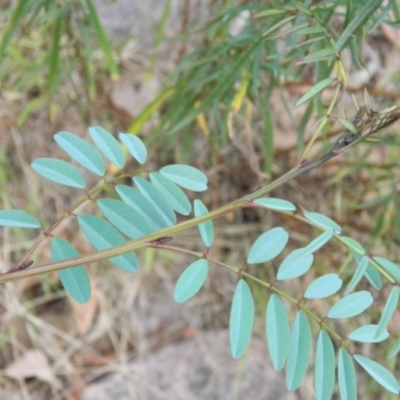 Indigofera australis subsp. australis (Australian Indigo) at Fadden, ACT - 7 Jan 2015 by RyuCallaway