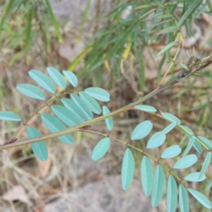 Indigofera australis subsp. australis at Fadden, ACT - 7 Jan 2015
