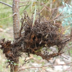 Unidentified at Wanniassa Hill - 7 Jan 2015 by ArcherCallaway