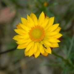 Xerochrysum viscosum (Sticky Everlasting) at Wanniassa Hill - 7 Jan 2015 by ArcherCallaway