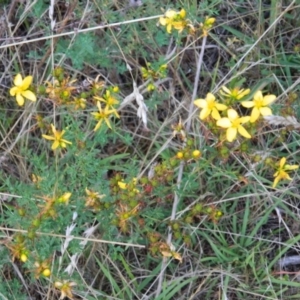 Hypericum perforatum at Farrer Ridge - 7 Jan 2015 07:52 PM