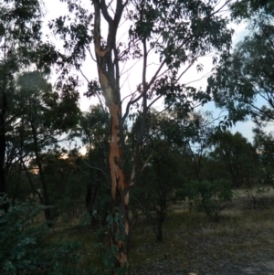 Eucalyptus blakelyi at Farrer Ridge - 7 Jan 2015 08:10 PM