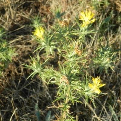 Carthamus lanatus (Saffron Thistle) at Farrer Ridge - 7 Jan 2015 by RyuCallaway