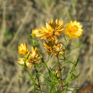 Xerochrysum viscosum at Farrer, ACT - 8 Jan 2015 08:06 AM