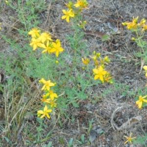 Hypericum perforatum at Farrer Ridge - 8 Jan 2015