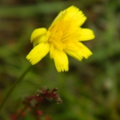 Microseris lanceolata at Wanniassa Hill - 13 Jan 2015 by ArcherCallaway