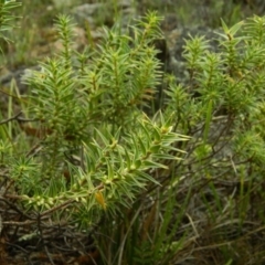 Melichrus urceolatus (Urn Heath) at Wanniassa Hill - 13 Jan 2015 by RyuCallaway