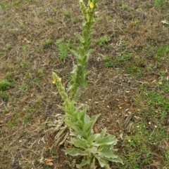 Verbascum thapsus subsp. thapsus (Great Mullein, Aaron's Rod) at Fadden, ACT - 14 Jan 2015 by ArcherCallaway