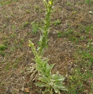 Verbascum thapsus subsp. thapsus at Fadden, ACT - 14 Jan 2015 08:26 AM