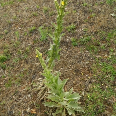 Verbascum thapsus subsp. thapsus (Great Mullein, Aaron's Rod) at Fadden, ACT - 14 Jan 2015 by ArcherCallaway