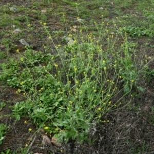 Hirschfeldia incana at Fadden, ACT - 14 Jan 2015