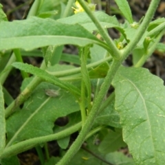 Hirschfeldia incana at Fadden, ACT - 14 Jan 2015