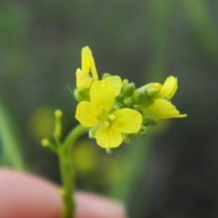 Hirschfeldia incana at Fadden, ACT - 14 Jan 2015