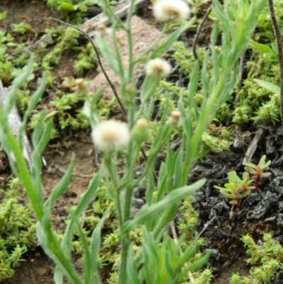 Erigeron bonariensis (Flaxleaf Fleabane) at Wanniassa Hill - 13 Jan 2015 by RyuCallaway