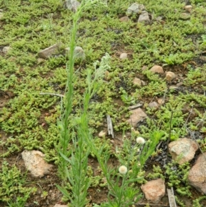 Erigeron bonariensis at Fadden, ACT - 14 Jan 2015