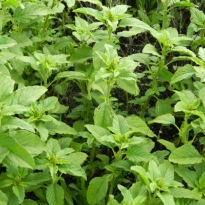 Unverified at Wanniassa Hill - 14 Jan 2015 by ArcherCallaway