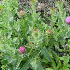 Onopordum acanthium (Scotch Thistle) at Wanniassa Hill - 13 Jan 2015 by ArcherCallaway