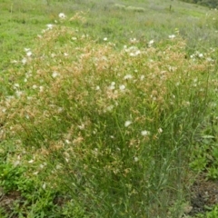 Unverified at Wanniassa Hill - 14 Jan 2015 by ArcherCallaway