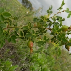 Rosa rubiginosa (Sweet Briar, Eglantine) at Fadden, ACT - 14 Jan 2015 by ArcherCallaway