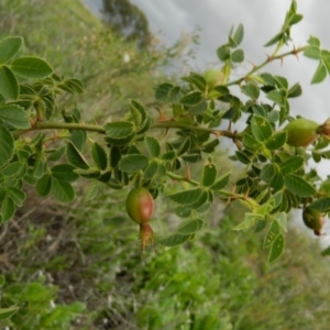 Rosa rubiginosa at Fadden, ACT - 14 Jan 2015