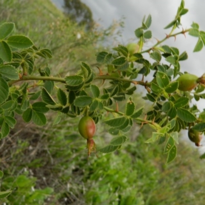 Rosa rubiginosa (Sweet Briar, Eglantine) at Fadden, ACT - 14 Jan 2015 by ArcherCallaway