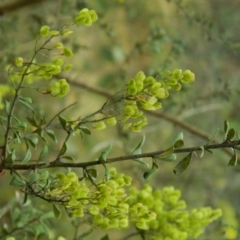 Bursaria spinosa (Native Blackthorn, Sweet Bursaria) at Fadden, ACT - 14 Jan 2015 by ArcherCallaway