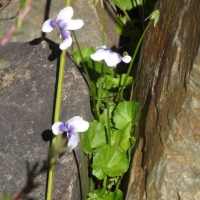 Viola hederacea (Ivy-leaved Violet) at Paddys River, ACT - 14 Jan 2015 by galah681