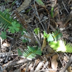 Blechnum nudum (Fishbone Water Fern) at Paddys River, ACT - 14 Jan 2015 by galah681