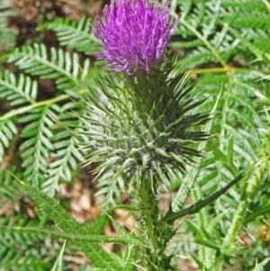 Cirsium vulgare at Paddys River, ACT - 15 Jan 2015