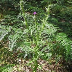 Cirsium vulgare at Paddys River, ACT - 15 Jan 2015