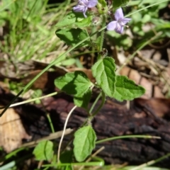 Mentha diemenica (Wild Mint, Slender Mint) at Paddys River, ACT - 15 Jan 2015 by galah681