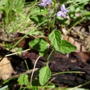 Mentha diemenica at Paddys River, ACT - 15 Jan 2015 09:49 AM