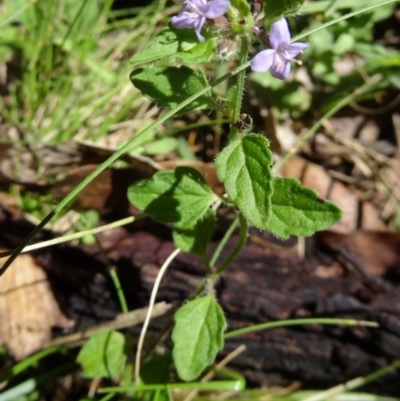 Mentha diemenica (Wild Mint, Slender Mint) at Tidbinbilla Nature Reserve - 14 Jan 2015 by galah681