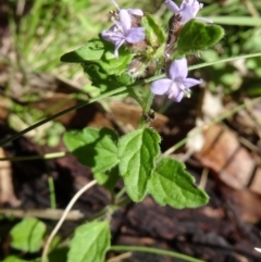 Mentha diemenica at Paddys River, ACT - 15 Jan 2015 09:49 AM