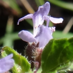 Mentha diemenica at Paddys River, ACT - 15 Jan 2015 09:49 AM