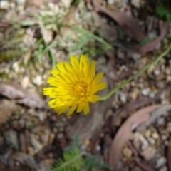 Hypochaeris radicata (Cat's Ear, Flatweed) at Tidbinbilla Nature Reserve - 14 Jan 2015 by galah681