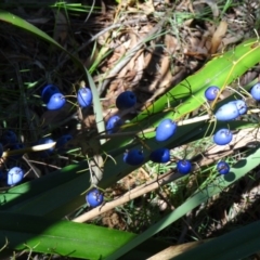 Dianella tasmanica (Tasman Flax Lily) at Tidbinbilla Nature Reserve - 14 Jan 2015 by galah681